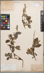 Foto von Salix caprea L. x Salix purpurea L.